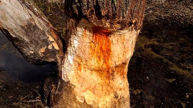 Как бобры точат дерево смотреть онлайн