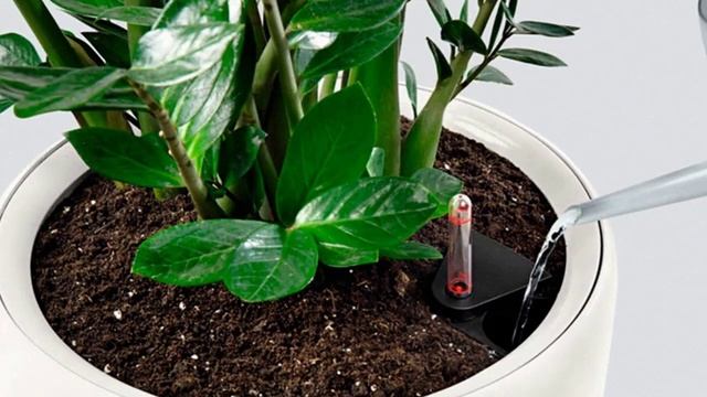 Чем можно и нельзя поливать комнатные растения?