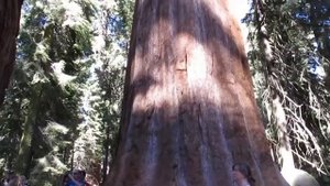 ДВА САМЫХ БОЛЬШИХ ДЕРЕВА НА ПЛАНЕТЕ ЗЕМЛЯ ! "ГЕНЕРАЛ ШЕРМАН" И "ГИПЕРИОН"