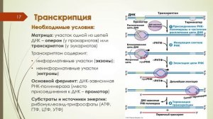 Лекция 3 МАТРИЧНЫЕ БИОСИНТЕЗЫ