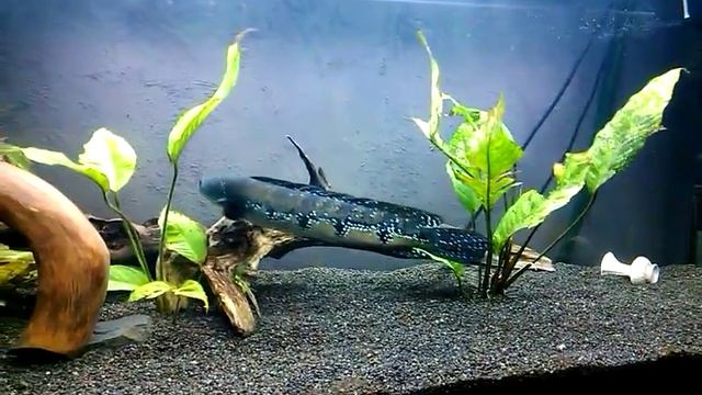 Змееголов императорский в аквариуме. смотреть онлайн