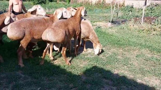 Арашанские кочкоры годовалые и ягнята 3 месячные 2023 года +996708164927 ватсап. #арашанская_порода