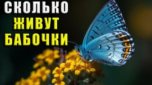 Сколько живут бабочки
