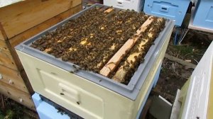 весеннее расширение пчел - как узнать, что пора подставлять второй корпус или магазин под мед