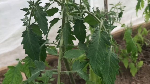 ВЛОГ СЕРЕДИНА МАЯ // Высадка огурцов и томатов // Посадкам холодно // Электрогенератор первый запус смотреть онлайн