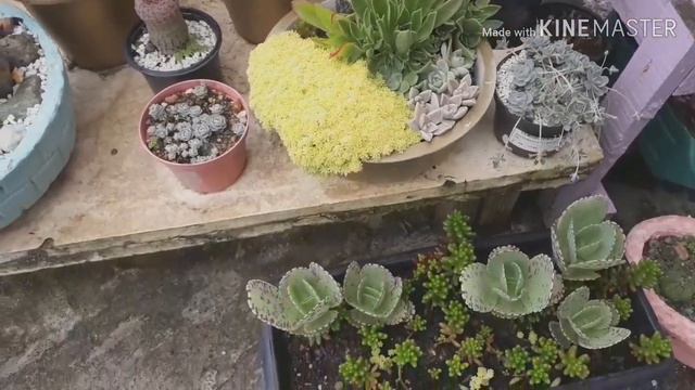 Replantando os cactos em arranjos смотреть онлайн