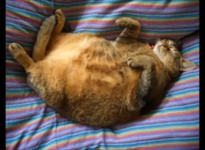 Ржач. Жирные коты