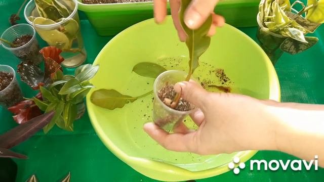 КОМНАТНЫЕ РАСТЕНИЯ(ЦВЕТЫ).ЦВЕТОЧНЫЕ ДЕЛА.