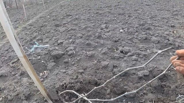Виноград после зимы - как правильно подвязывать виноград перед сезоном смотреть онлайн