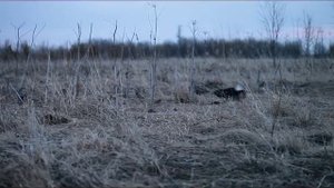 Спаривание тетерева (Black Grouse / Lyrurus tetrix L.)