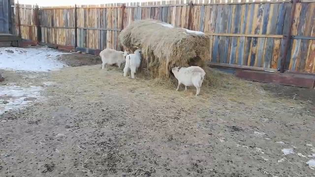 Трудовые будни (таймлапс). Уборка курятника (+ сено) смотреть онлайн