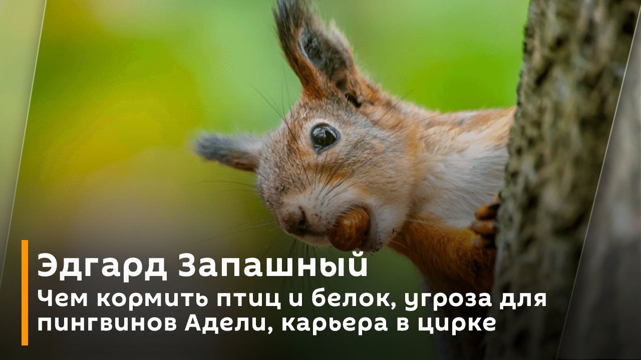 Чем кормить птиц и белок, угроза для пингвинов Адели, карьера в цирке | Эдгард Запашный