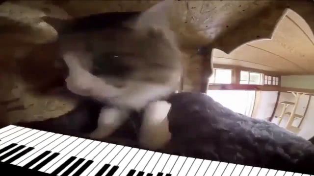 мемас кот играет на пианино смотреть онлайн