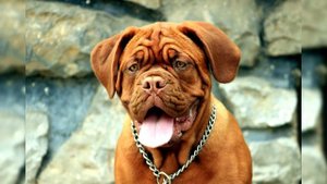 Бордоский дог. Плюсы и минусы, Цена, Как выбрать, Факты, Уход, История