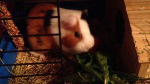 Презентация про морскую свинку наблюдение видео морская свинка какие звуки издает