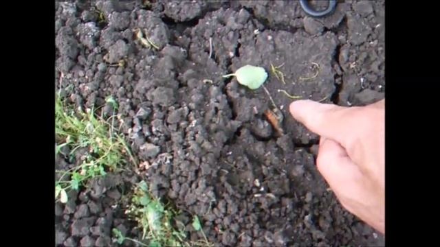 Боремся с повиликой смотреть онлайн