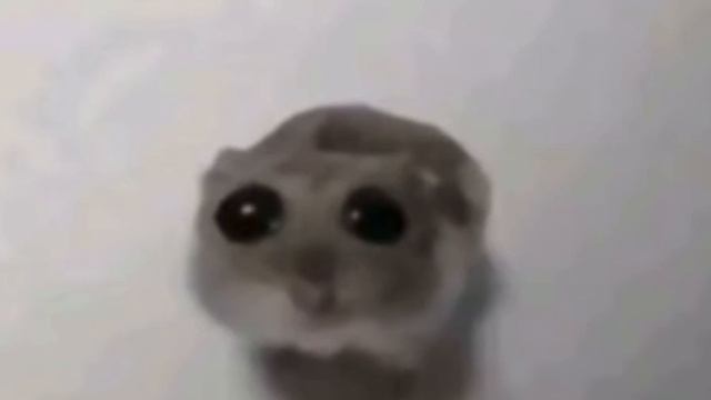 хомячёк