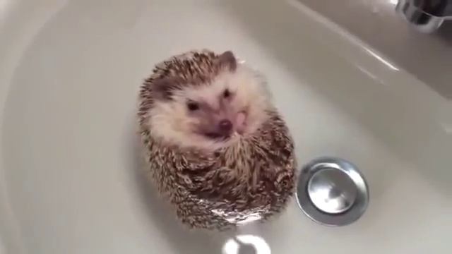 Ёжик-лодочка. смотреть онлайн