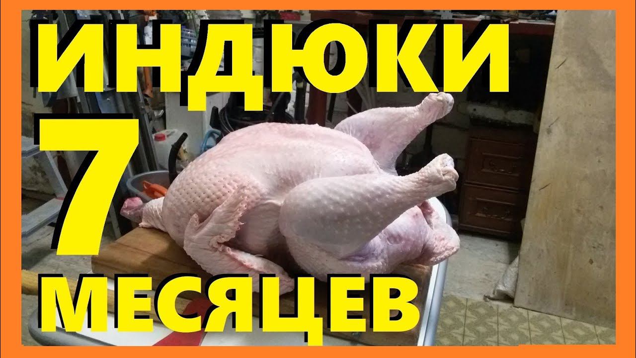 Бройлерная индейка Хайбрид Конвертер 27 кг в 7 месяцев.