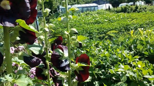 Мальва или Шток Роза. Цветы в Саду! смотреть онлайн