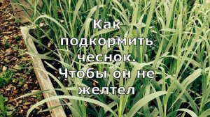 ЧЕСНОК ЖЕЛТЕЕТ - СПАСАЕМ ЧЕСНОК чем полить?