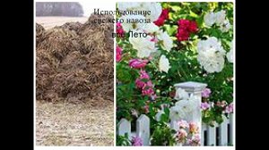 Использование свежего навоза все лето