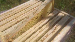 Сотовый мед в Альпийской рамке просто супер!!!