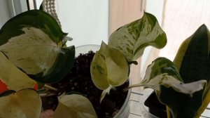 💚Первая посылка с растениями. Обзор растений в магазине. Обзор коллекции💚