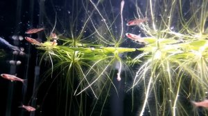 нано рыбки в моих аквариумах