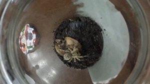 Кормим моего южнорусского тарантула!!!