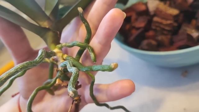 Вкусная? посадка _сбежавшей_ #орхидеи подробно с нюансами