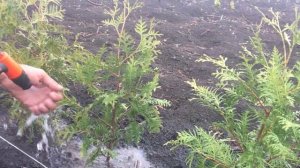 Живая изгородь из туи западной Брабант-сколько саженцев рассадить на метр и как поливать?