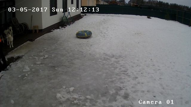 Хаски Онлайн. Husky online (Камера на улице) смотреть онлайн