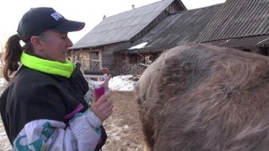 Чем чистить линяющую лошадь