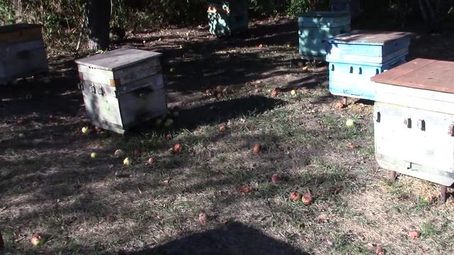 Поведение пчёлок после снятия вторых корпусов смотреть онлайн