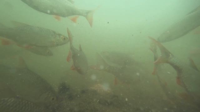 УБИЙЦА КАРАСЯ!!! ПОДВОДНАЯ СЪЕМКА!!! ПРИКОРМКА TRAPER КАРП,ЛИНЬ,КАРАСЬ!!! смотреть онлайн