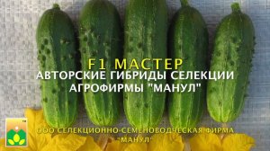 F1 МАСТЕР  - классический партенокарпический пучковый корнишон селекции Агрофирмы "Манул"