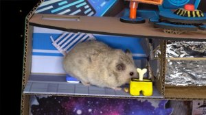 Among Us в Реальной Жизни и СИРЕНОГОЛОВЫЙ в  Лабиринт для хомяка Соника