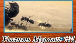 Уволить муравья.