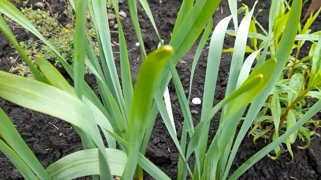 #нарцисс #уход / Нарцисс отцвёл. Что делать дальше? Начинающему цветоводу. смотреть онлайн