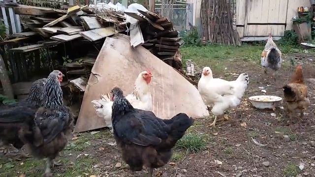 Куры с петухом клюют зерно