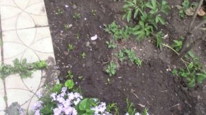 Выращивание гвоздики китайской от посева до цветения.