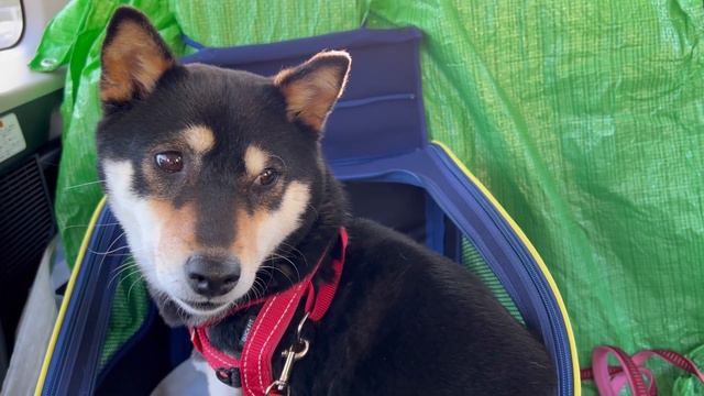 交配のためにオスの柴犬に会いに行ったらこうなりました。【字幕】 смотреть онлайн