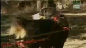 Бернский зенненхунд Всё о породе 1