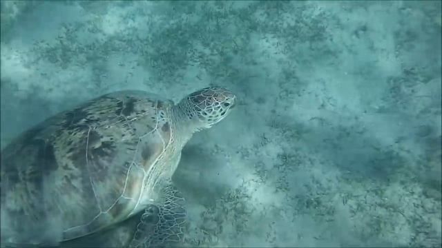 Катание на морских черепахах ( riding on marine turtles ) смотреть онлайн