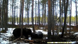 Весенняя охота на медведя в Архангельской области.