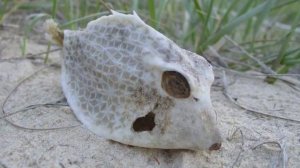 Do you really want a Boxfish? (Ostracion cubicus)