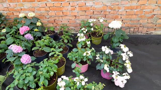 Обзор укоренённых черенков и гортензии крупнолистной. смотреть онлайн