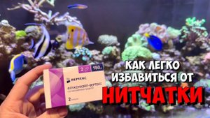Легкий способ избавиться от нитчатых водорослей в морском аквариуме