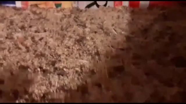 Клетка для перепелов своими руками.Содержание перепелов.